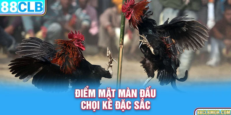 Điểm mặt màn đấu chọi kê đặc sắc