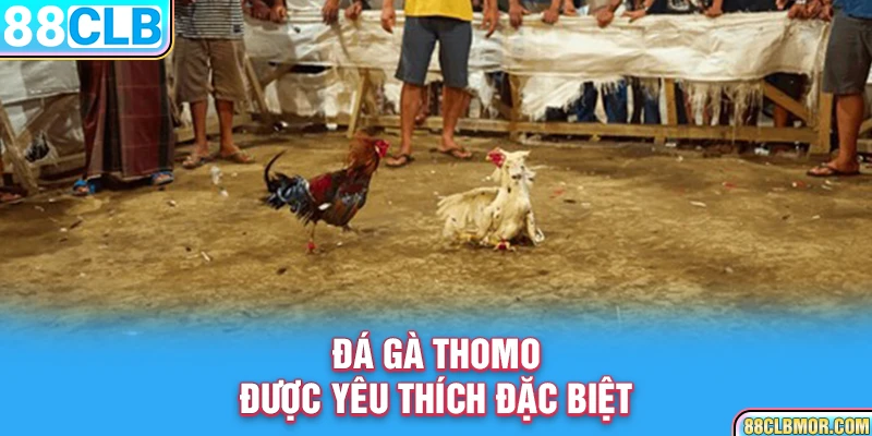 Đá gà Thomo được yêu thích đặc biệt