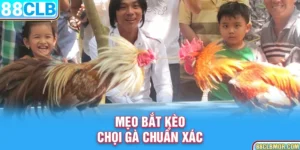 Mẹo bắt kèo chọi gà chuẩn xác