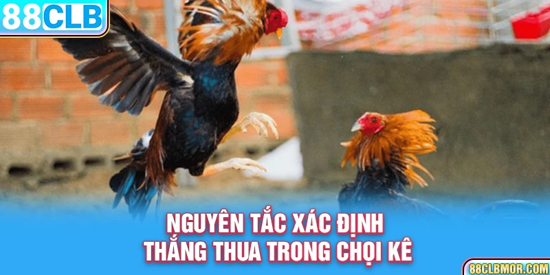 Nguyên tắc xác định thắng thua trong chọi kê