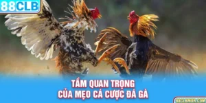 Tầm quan trọng của mẹo cá cược đá gà