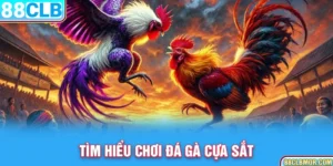 Tìm hiểu chơi đá gà cựa sắt