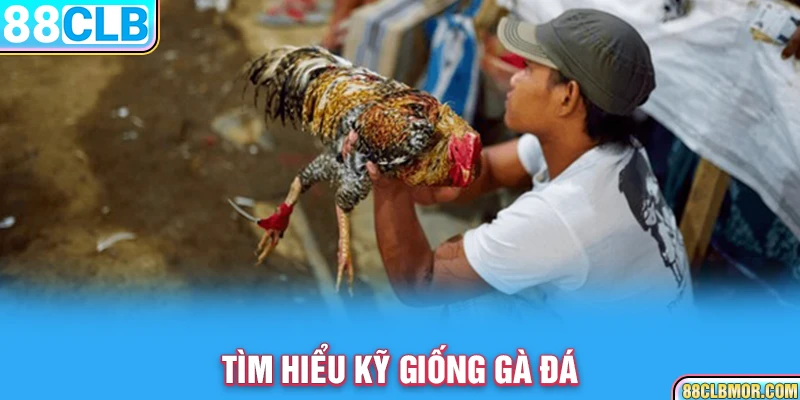 Tìm hiểu kỹ giống gà đá