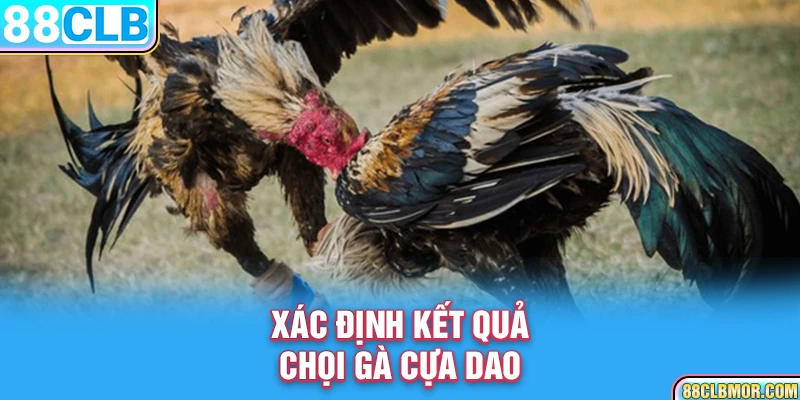 Xác định kết quả chọi gà cựa dao